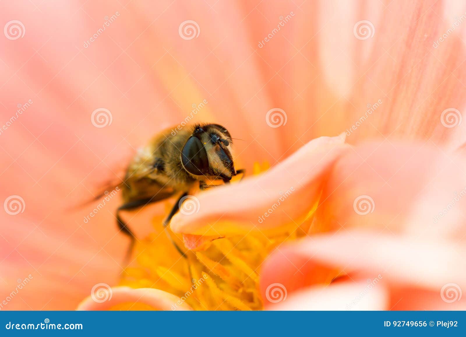 Bee Gathering Pollen in a Flower Stock Photo Image of honeybee