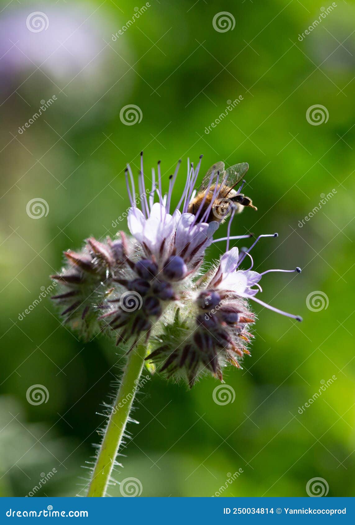 bee gathering pollen from a phacelia flower
