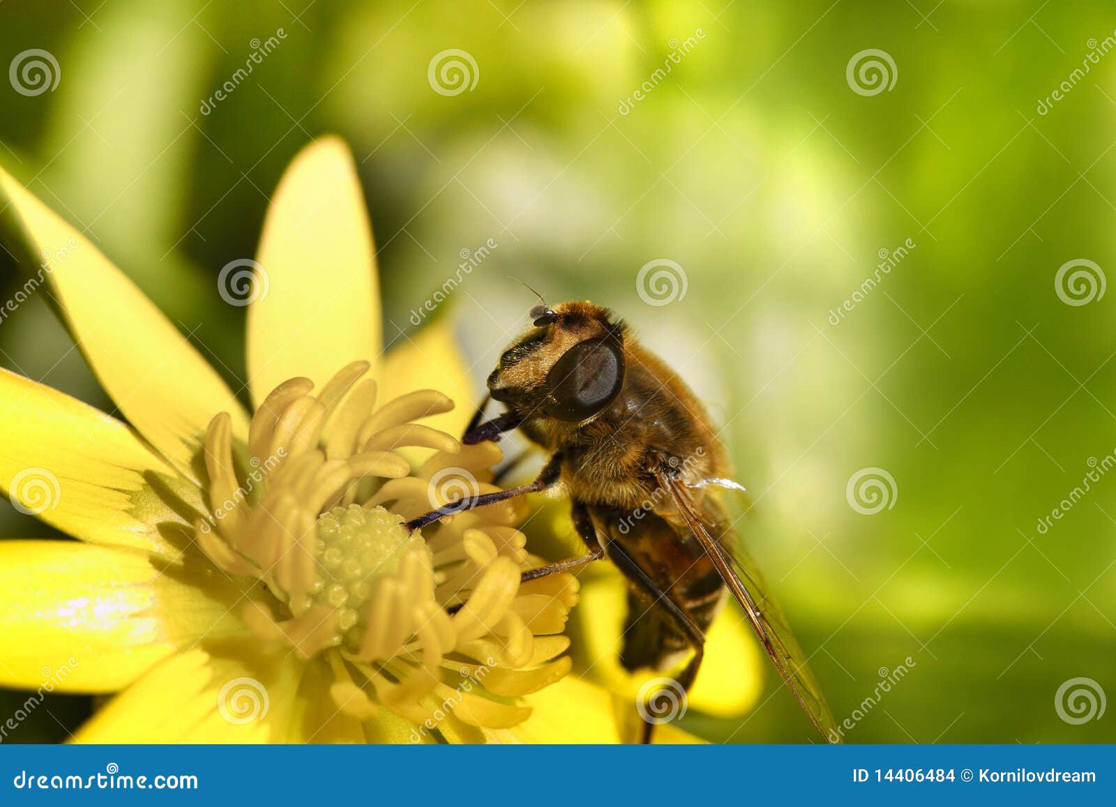 A Bee Gathering Pollen on Top of a Yellow Flower Stock Photo Image of