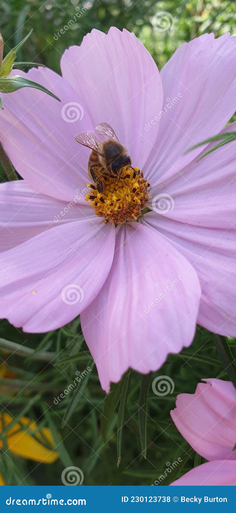 Bee Gathering Sweet Nectar from a Flower Stock Photo Image of sweet
