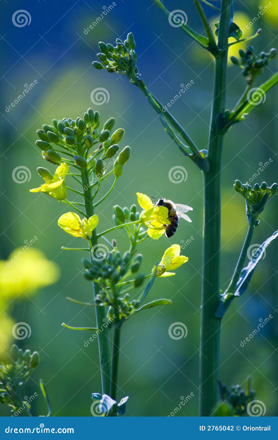 Bee on a Golden Canola Flower Stock Photo Image of blue, cyan 2765042