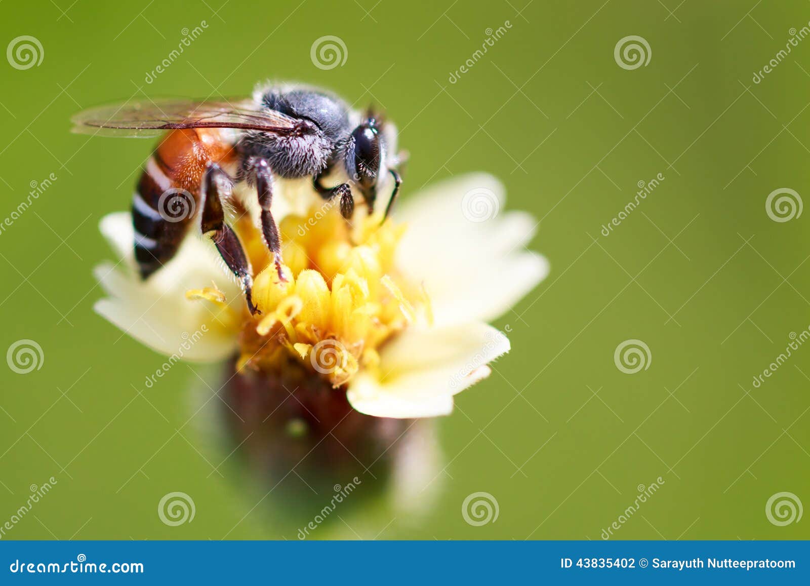 Bee on grass flower stock photo. Image of garden, green 43835402