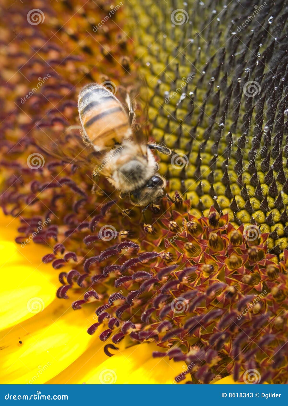 Bee Harvesting Pollen stock image. Image of produce, summer 8618343