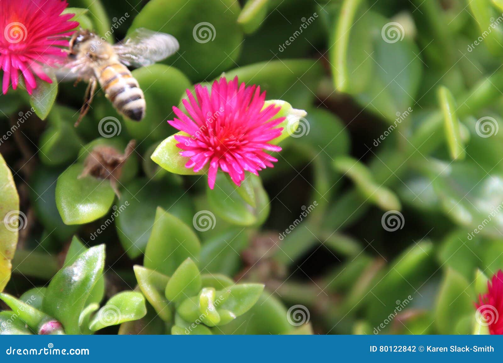 bee on heartleaf ice plant