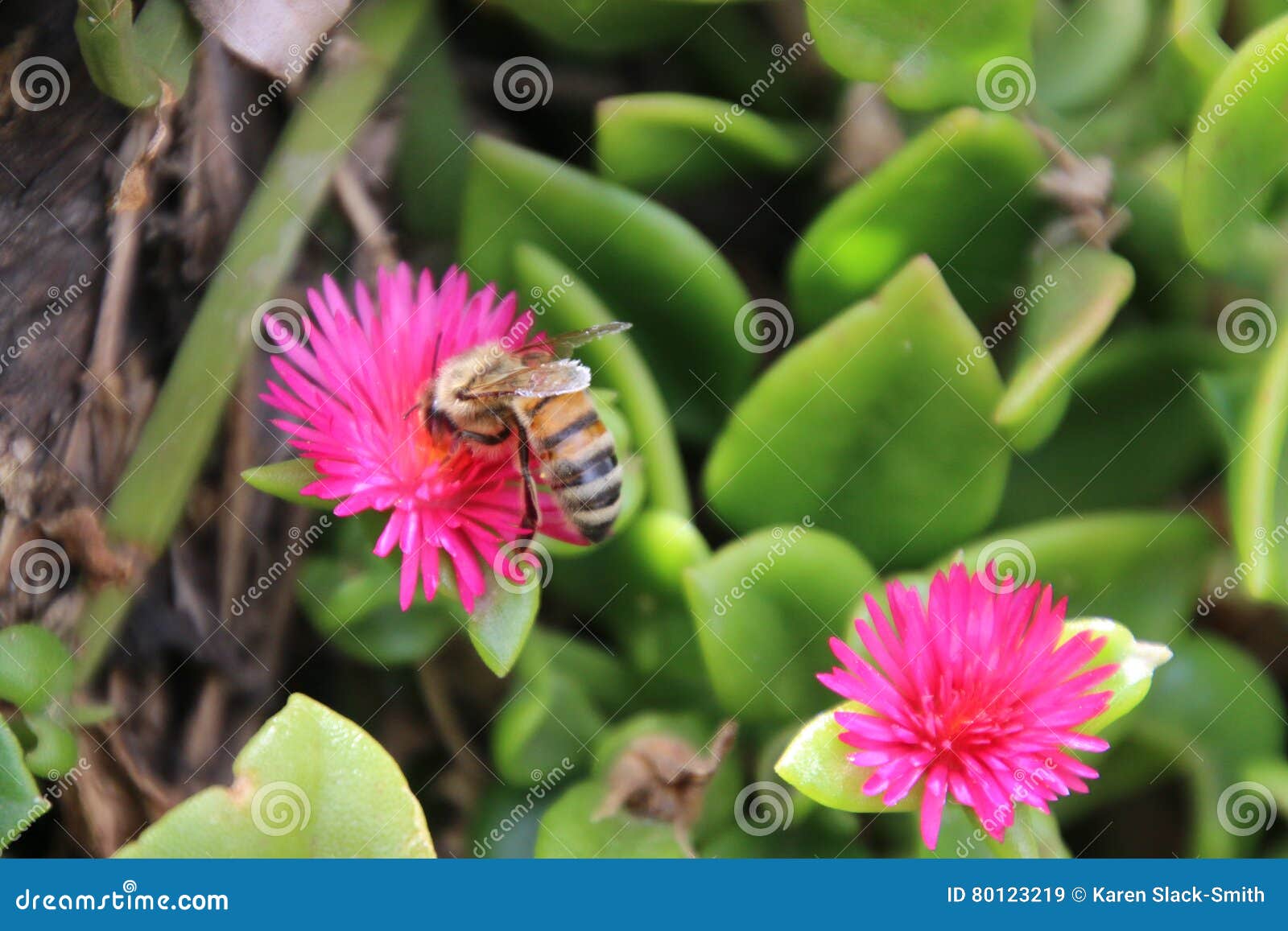 bee on heartleaf ice plant