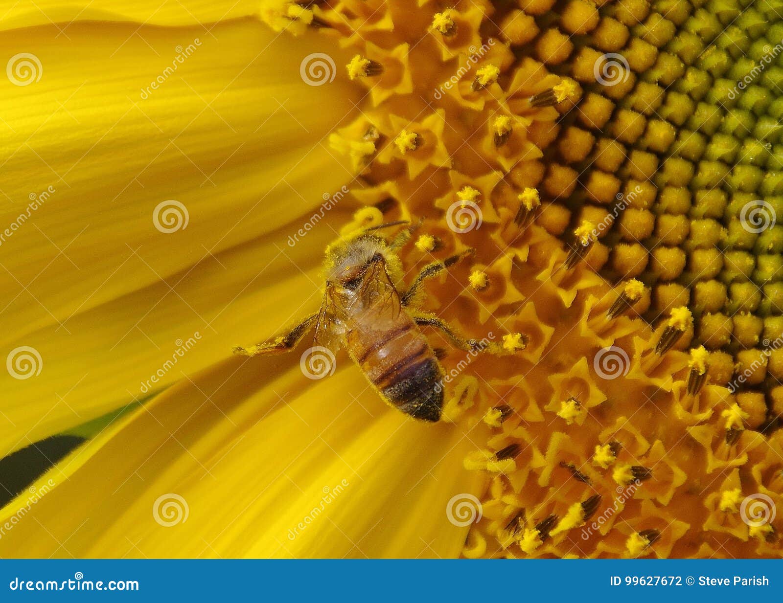 bee on sunflower heavily laden with pollen