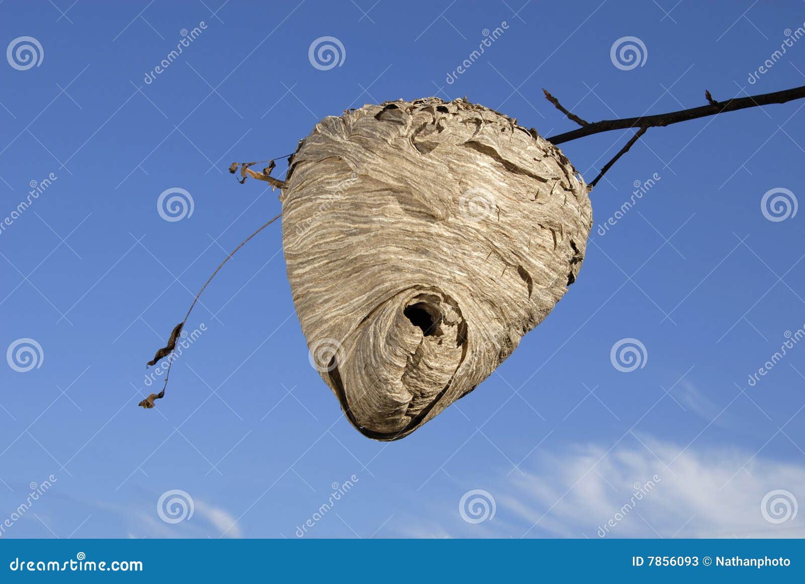 Bee Hive, The Real Thing Stock Photos - Image: 7856093