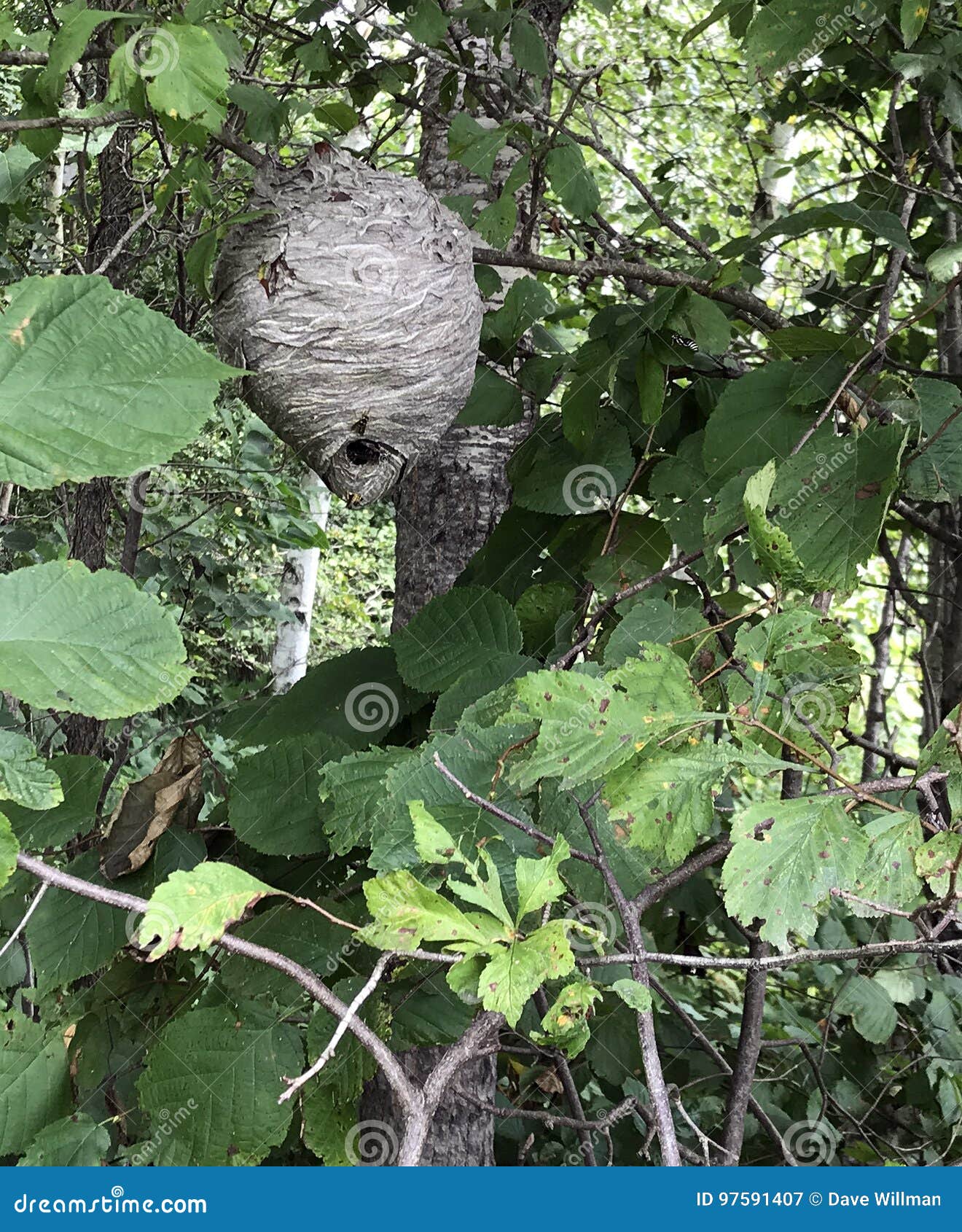 Bee Hive in a Tree in the Wilderness Stock Image Image of insects