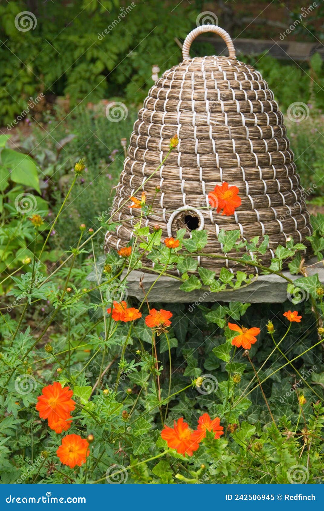 Wicker Bee Hive stock image. Image of garden, skep, gardening - 242506945