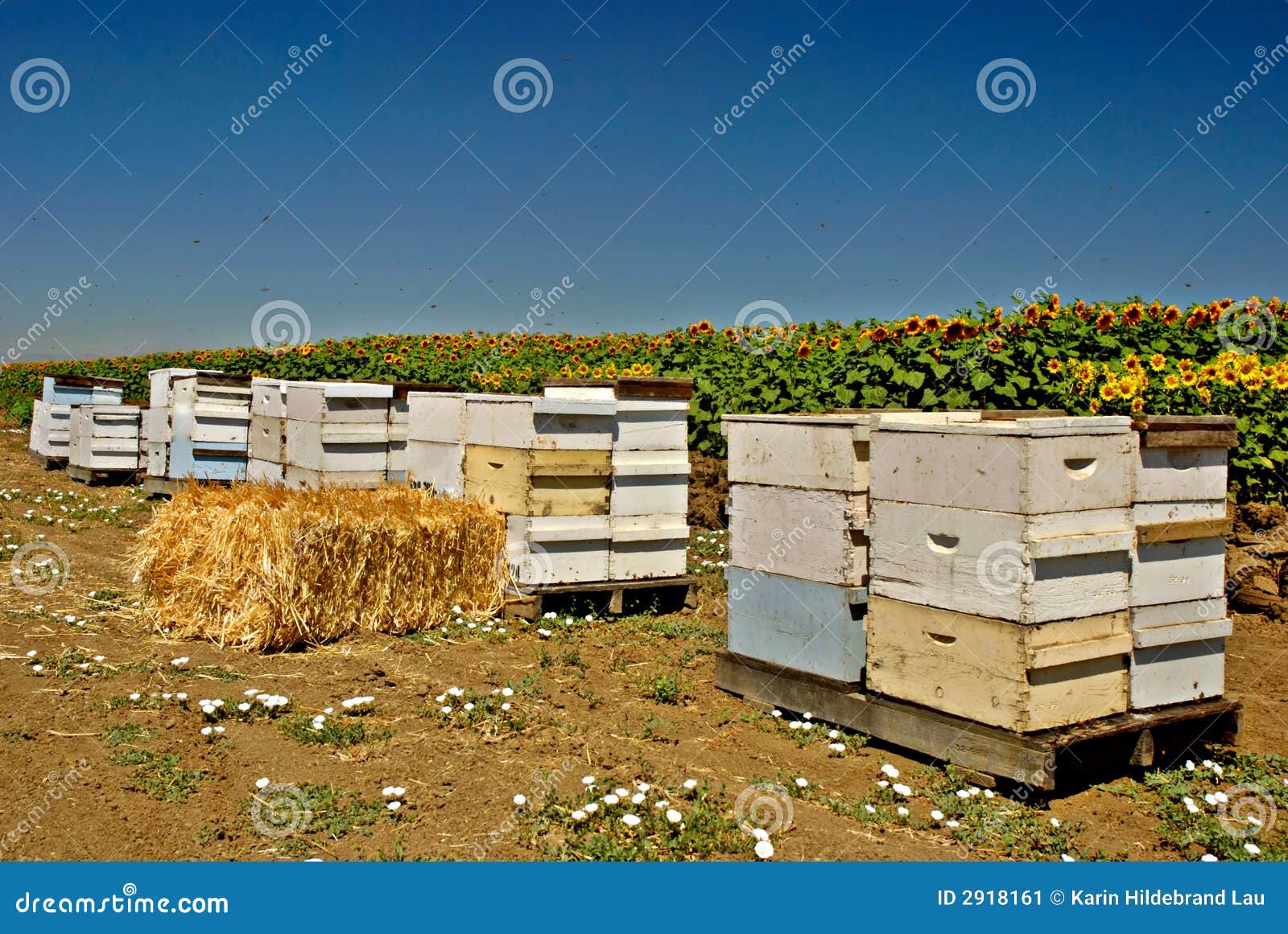 Bees Swarming Sunflower Stock Photos Free & RoyaltyFree Stock Photos from Dreamstime