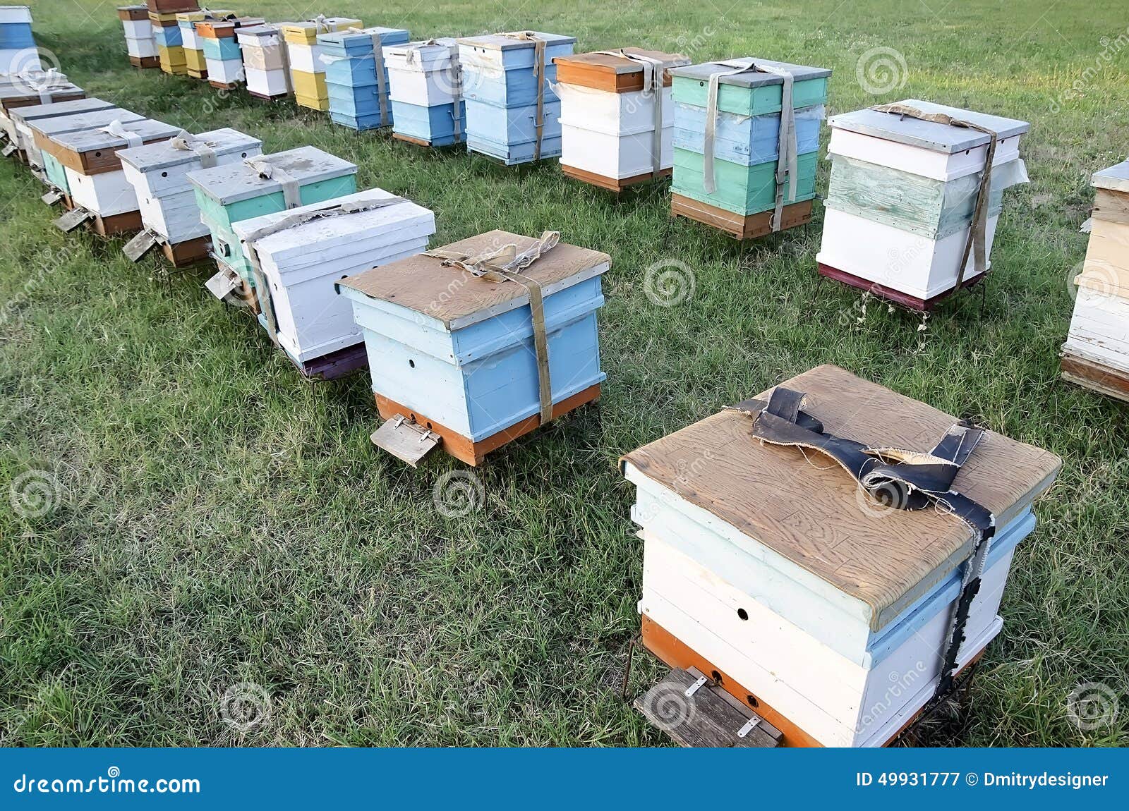 Bee Hives in the Apiary in the Field Stock Image Image of grass