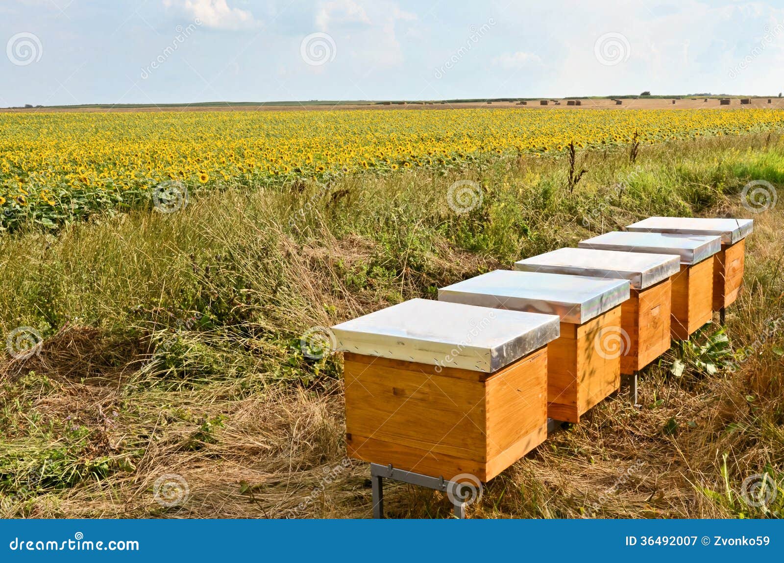 Bee Hives stock image. Image of business, agriculture 36492007