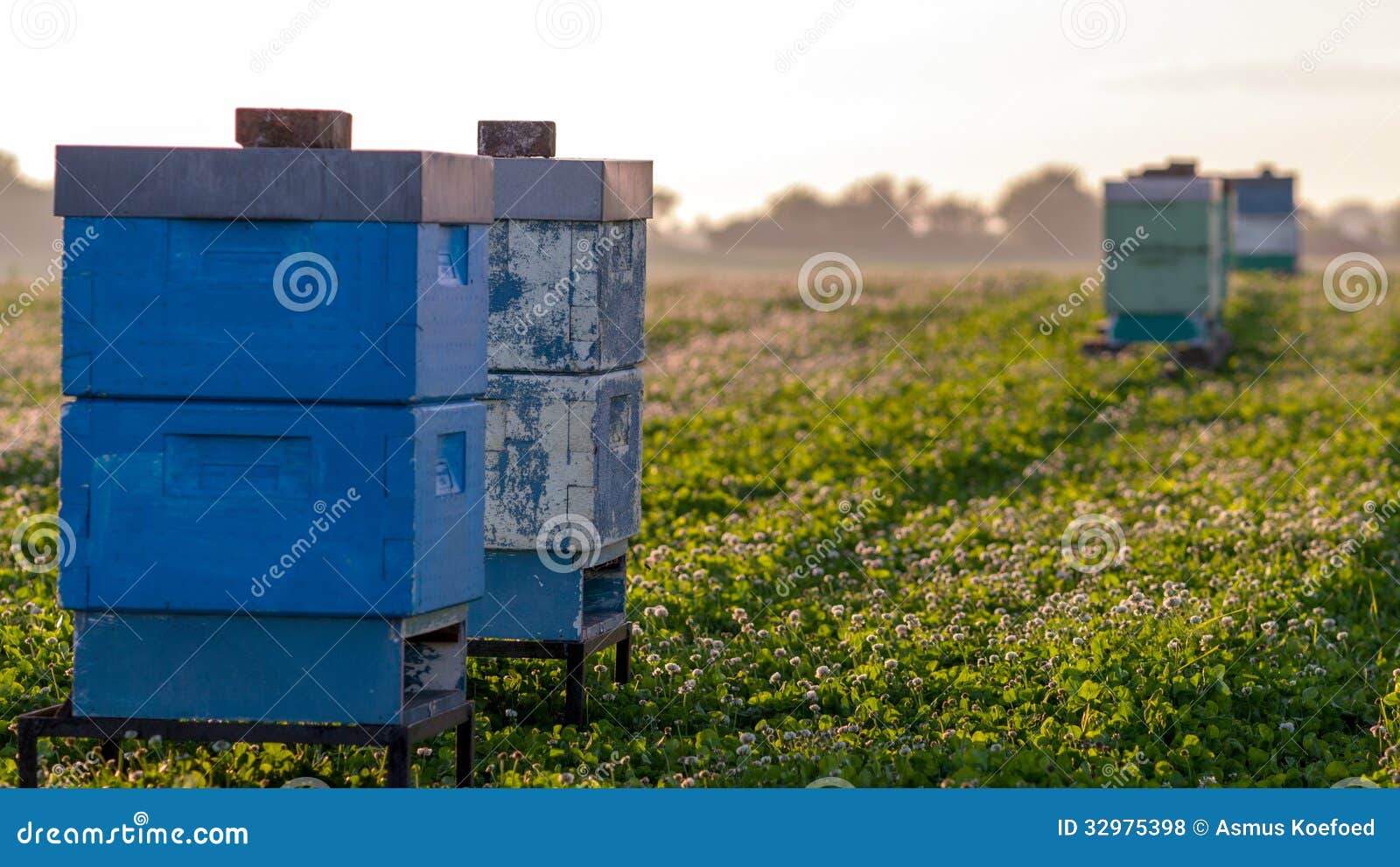 bee hives for pollination