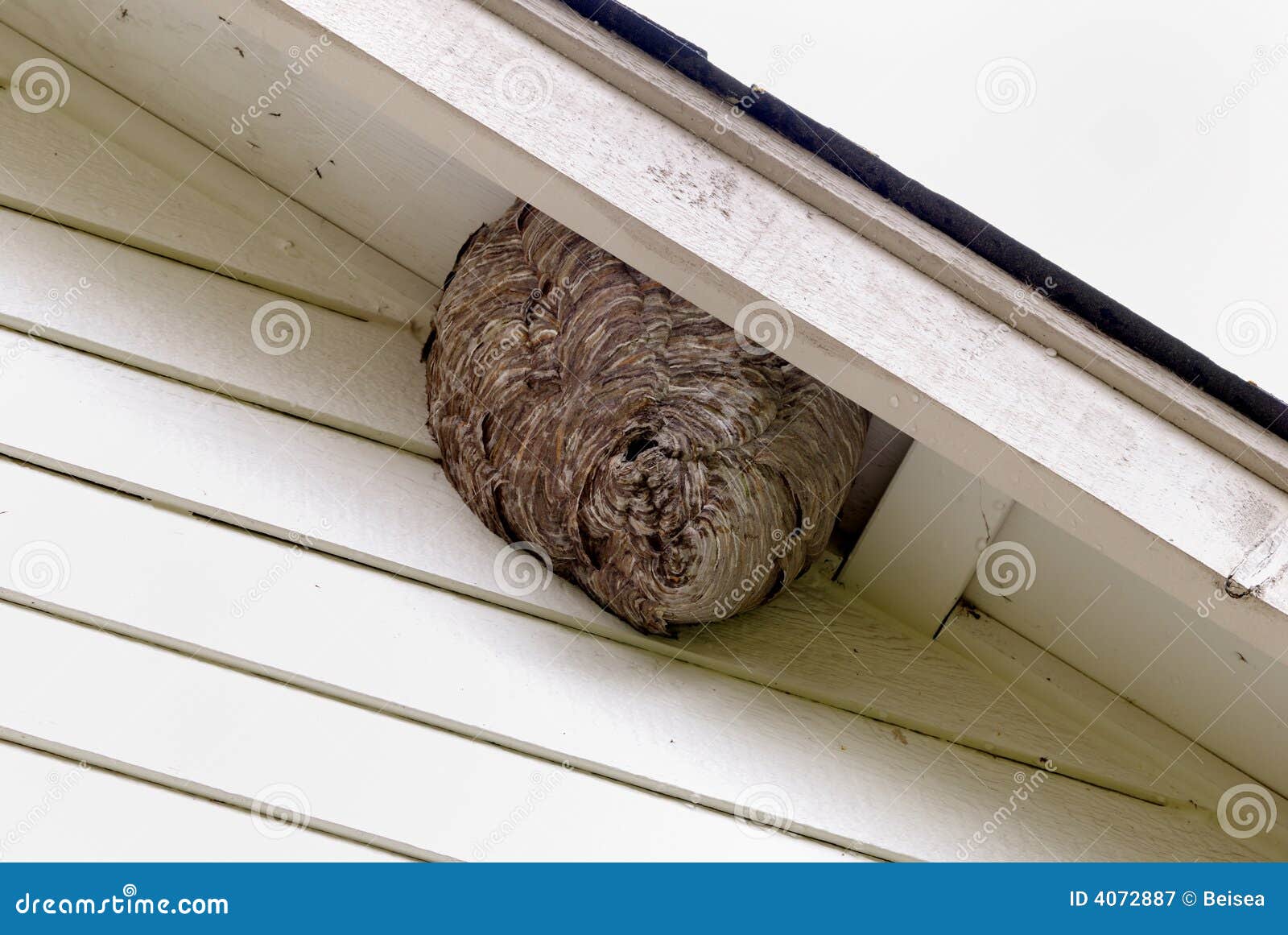 bee hives at residence house