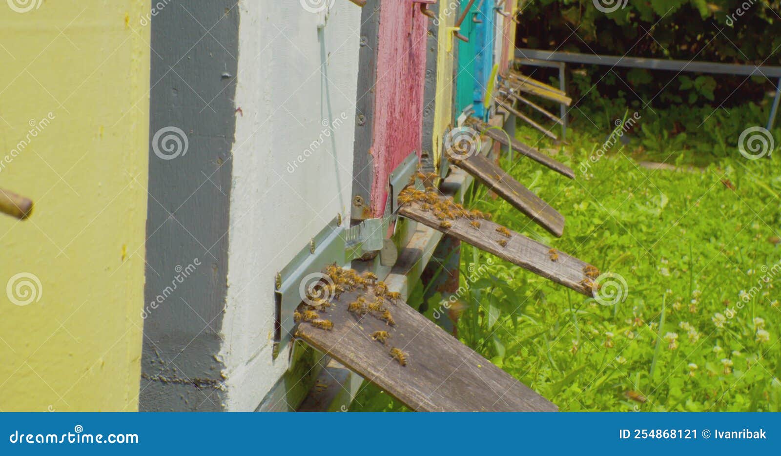 Bee Hives with Working Bees in the Apiary on a Sunny Summer Day.close