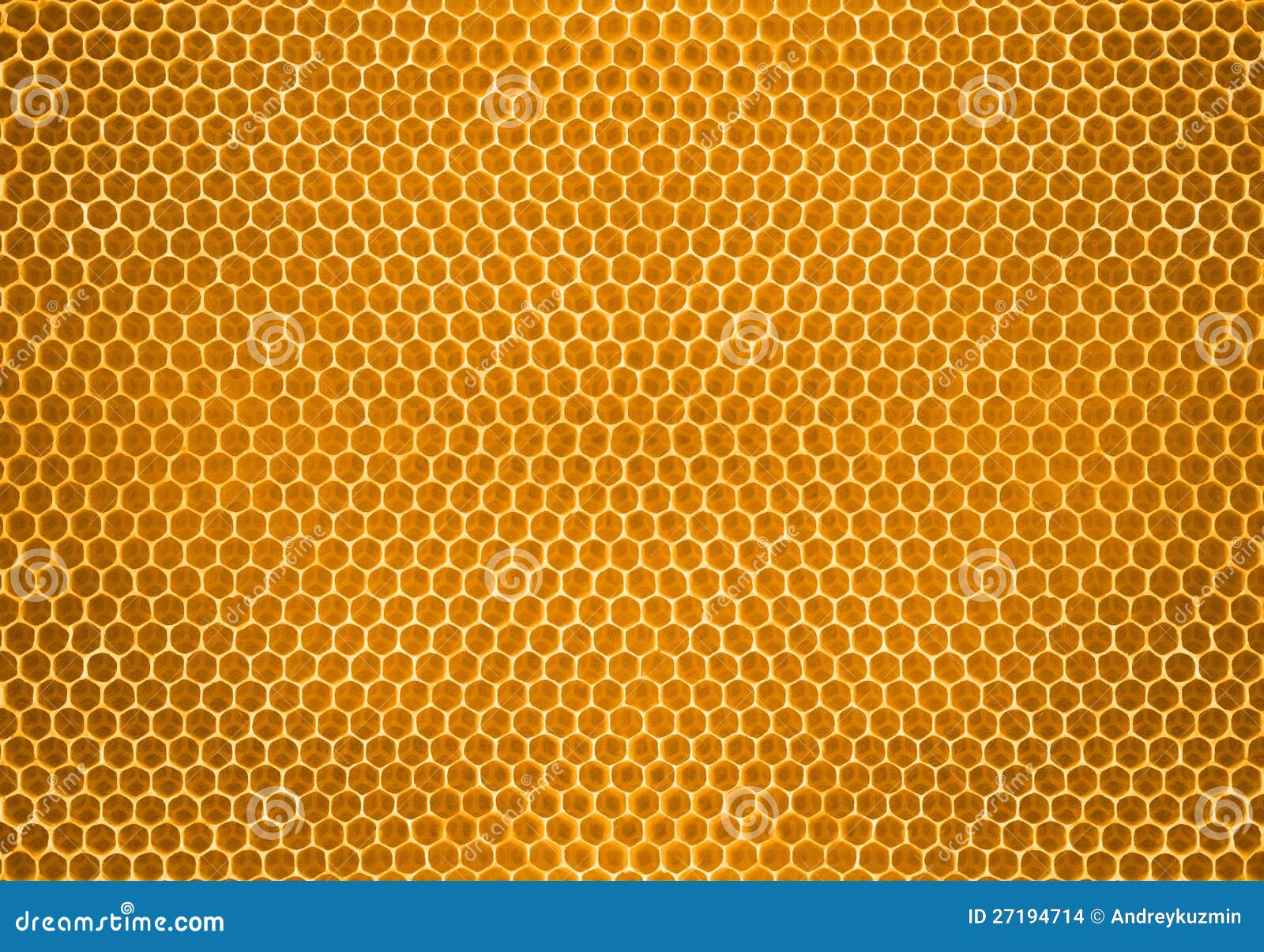 bee honey in honeycomb pattern background