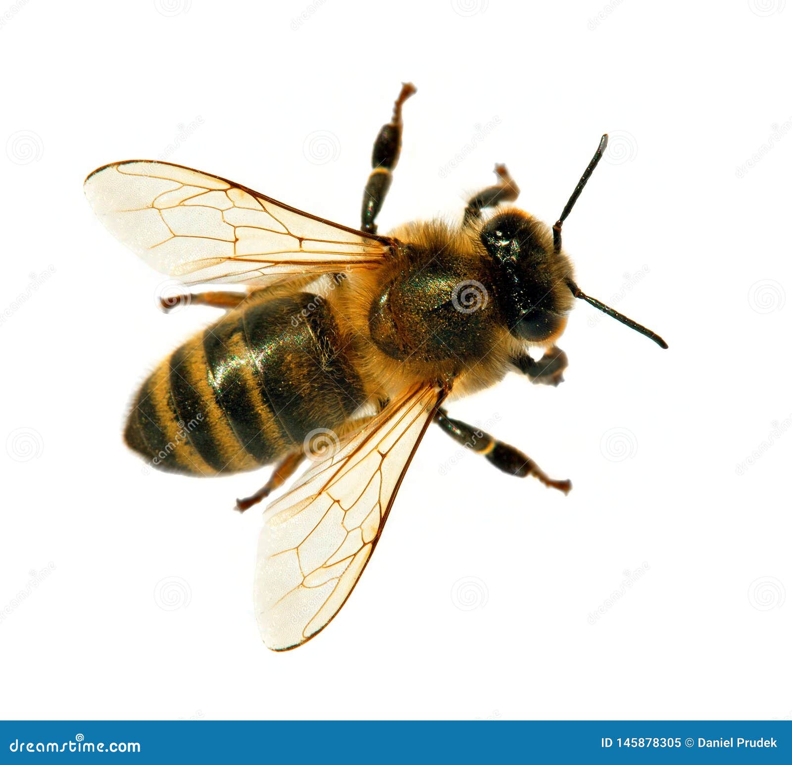 bee or honeybee or honey bee  on the white