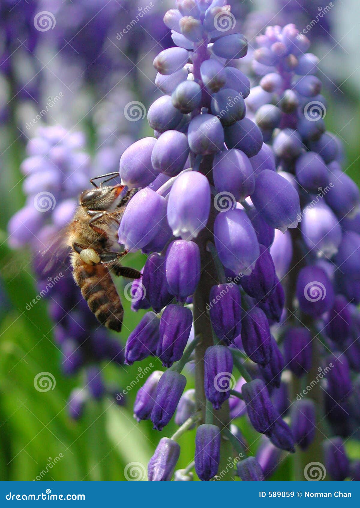 Bee on a Hyacinth stock image. Image of fresh, petal, grape 589059