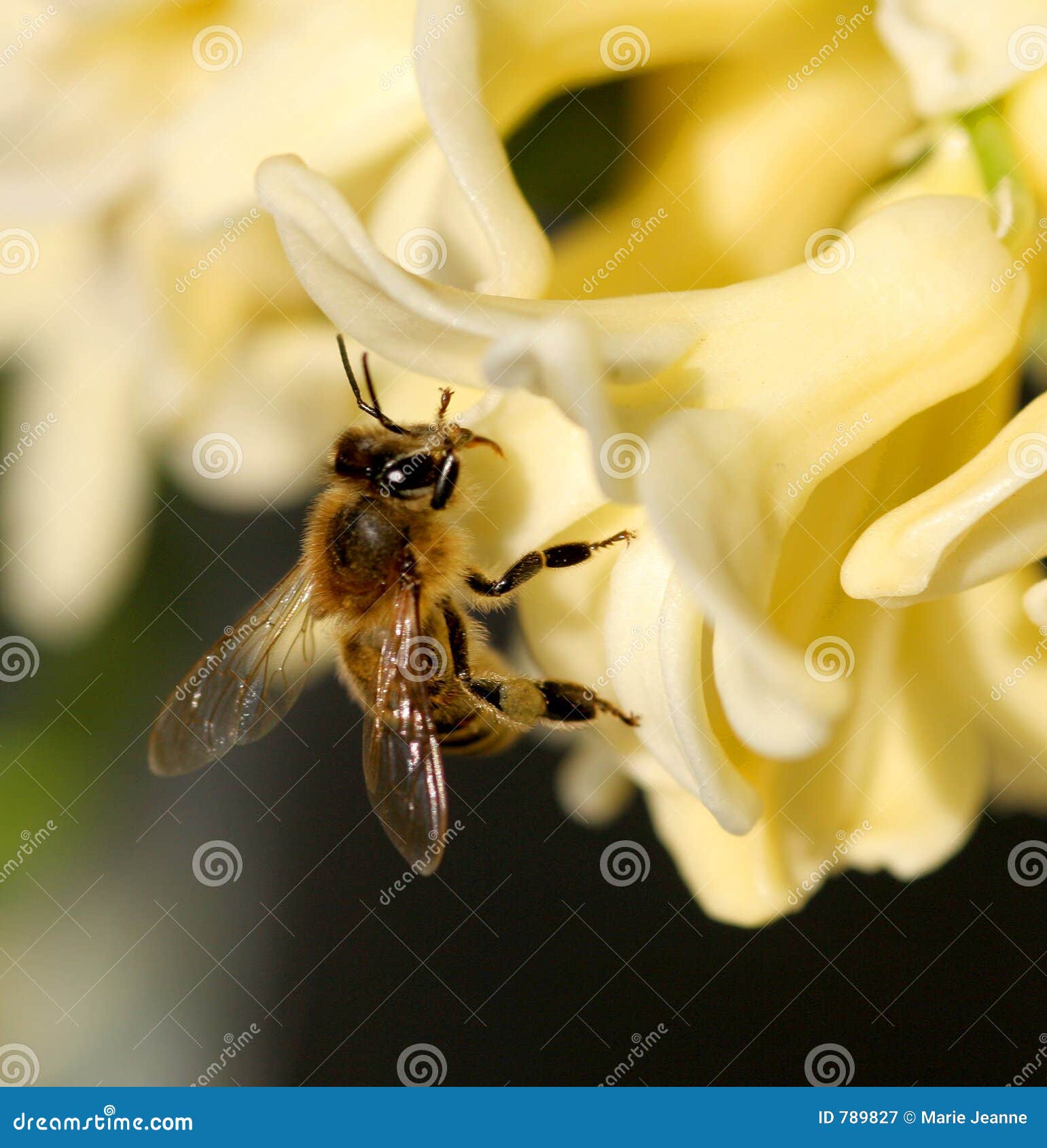 Bee on hyacinth stock image. Image of hyacinth, detail 789827