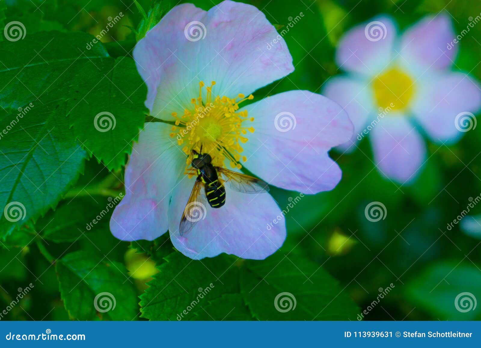 Bee is Inside the Flower at Springtime Stock Image Image of detail
