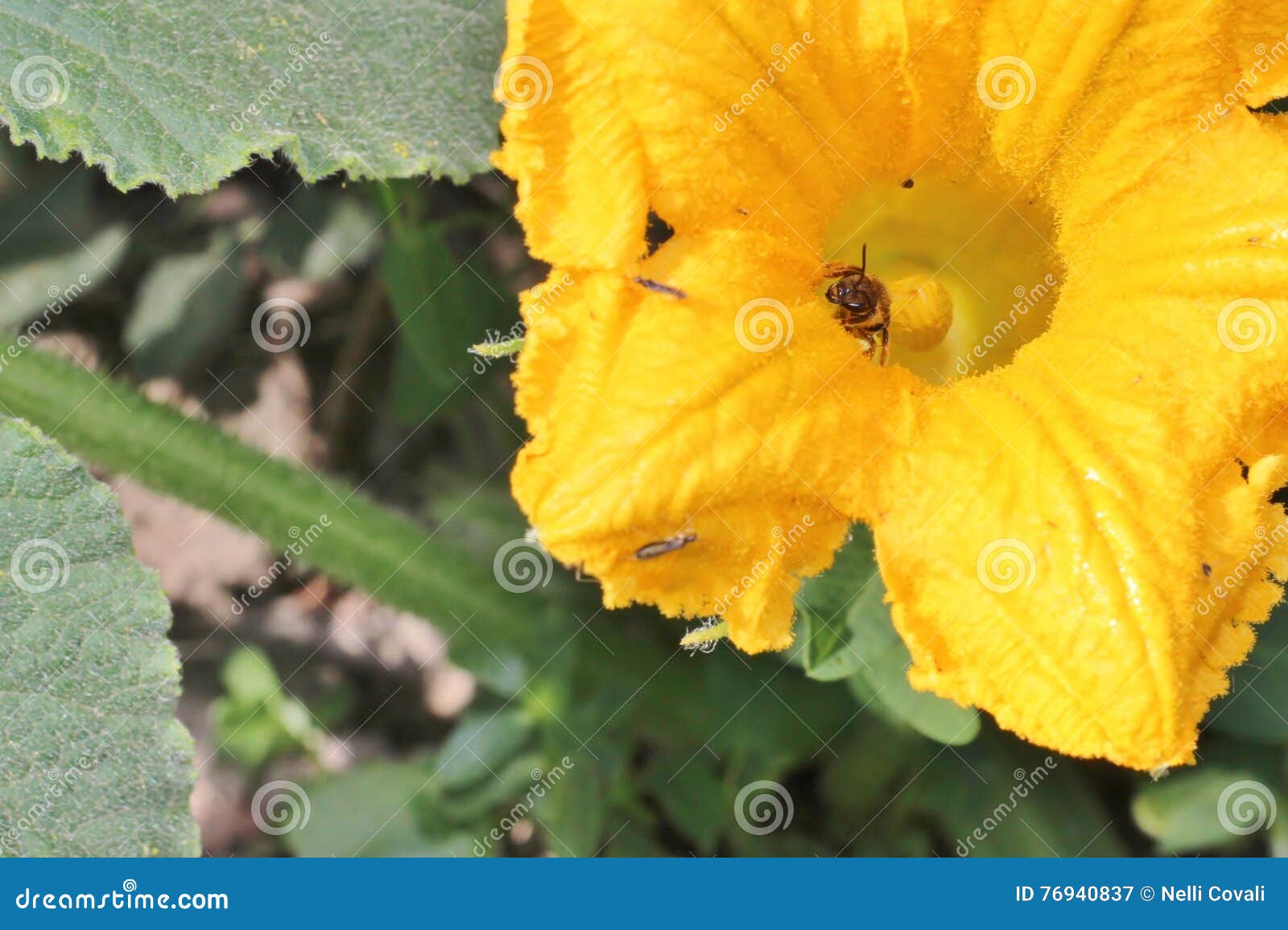 Bee inside pumpkin flower stock image. Image of green 76940837