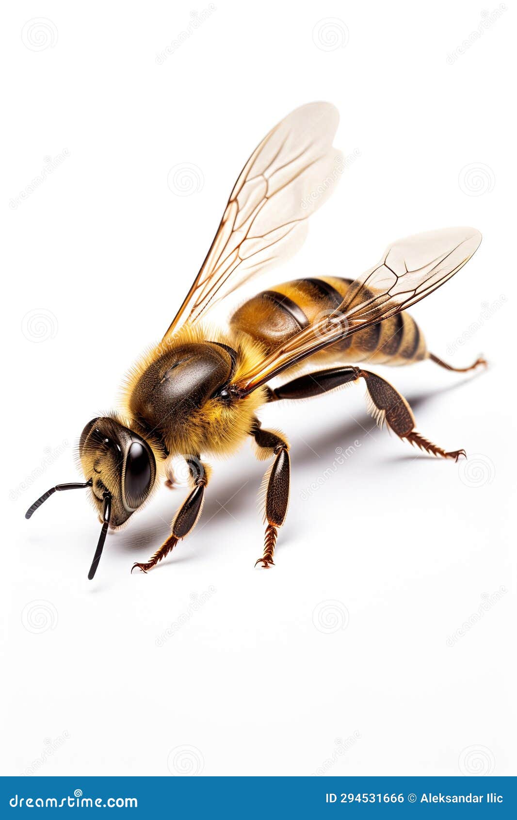 Bee Isolated on White Background. Ai Generative Stock Photo Image of