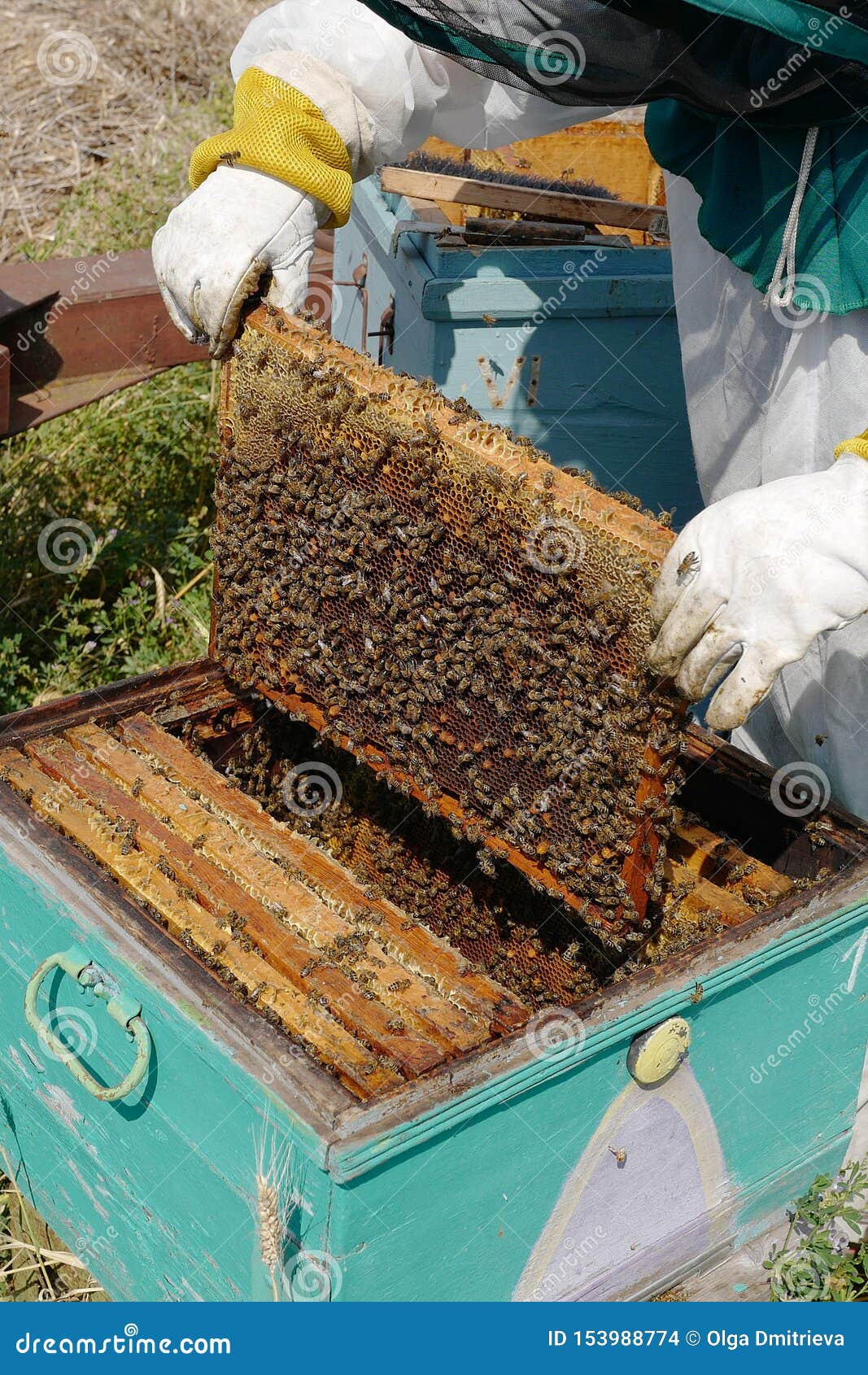 The Beekeeper Takes Out a Framework with Honey Stock Photo Image of