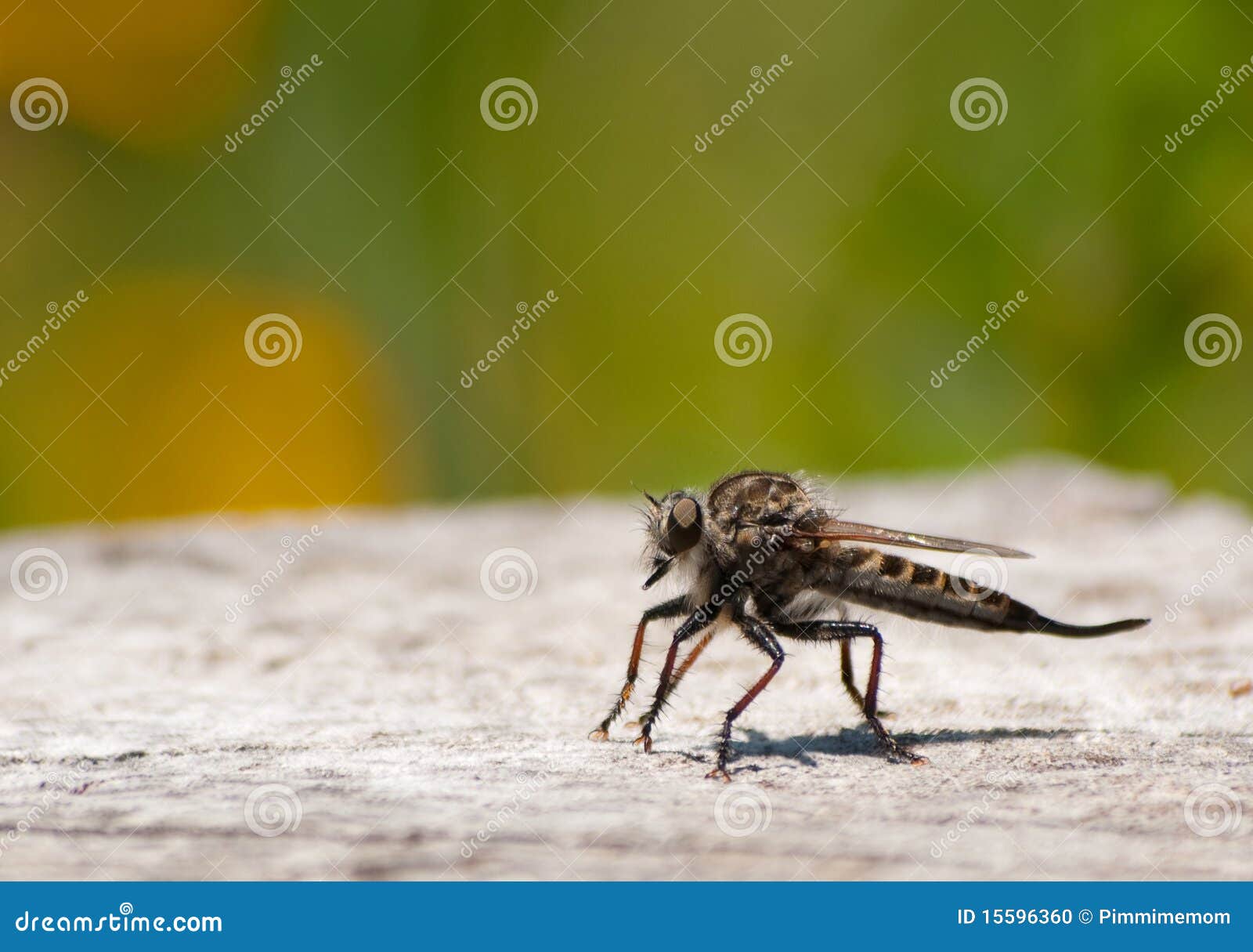 bee killer bee killer