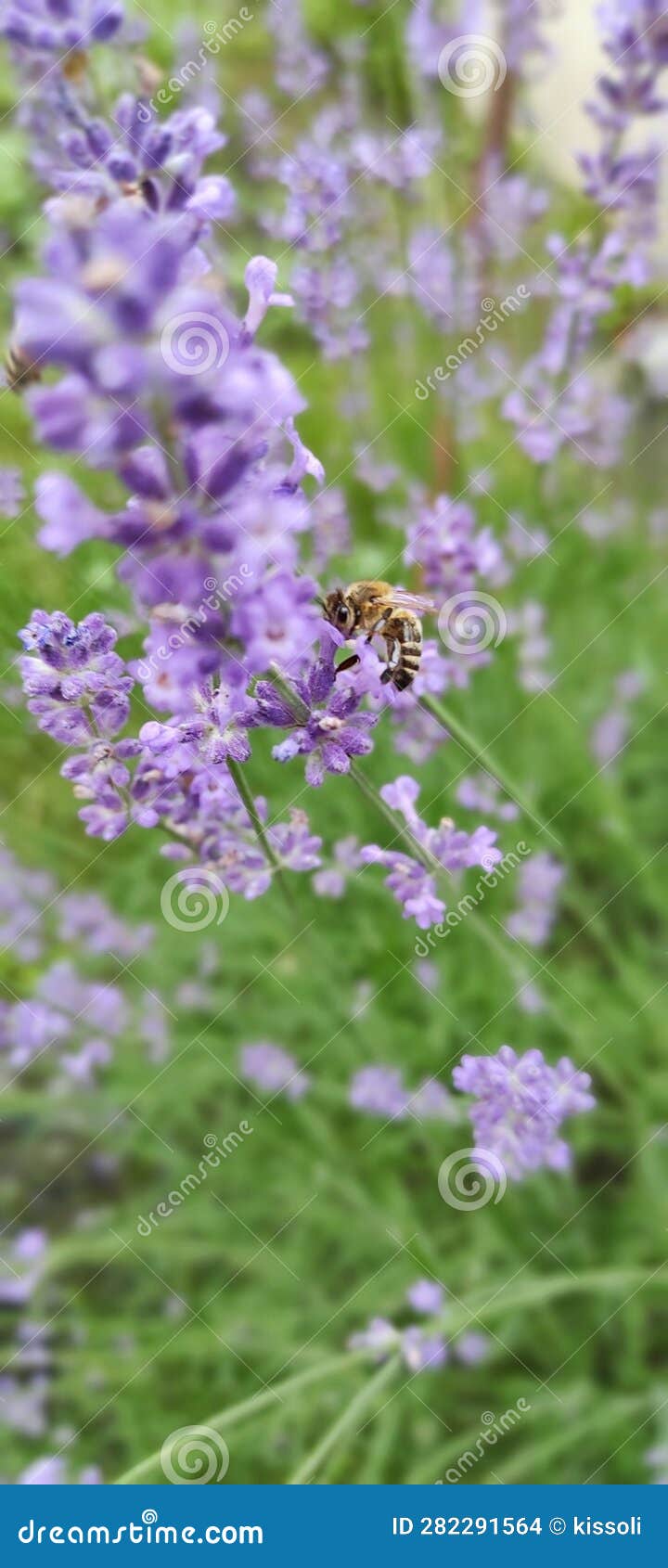 A Bee Collects Honey on Lavender on a Sunny Summer Day Closeup Stock