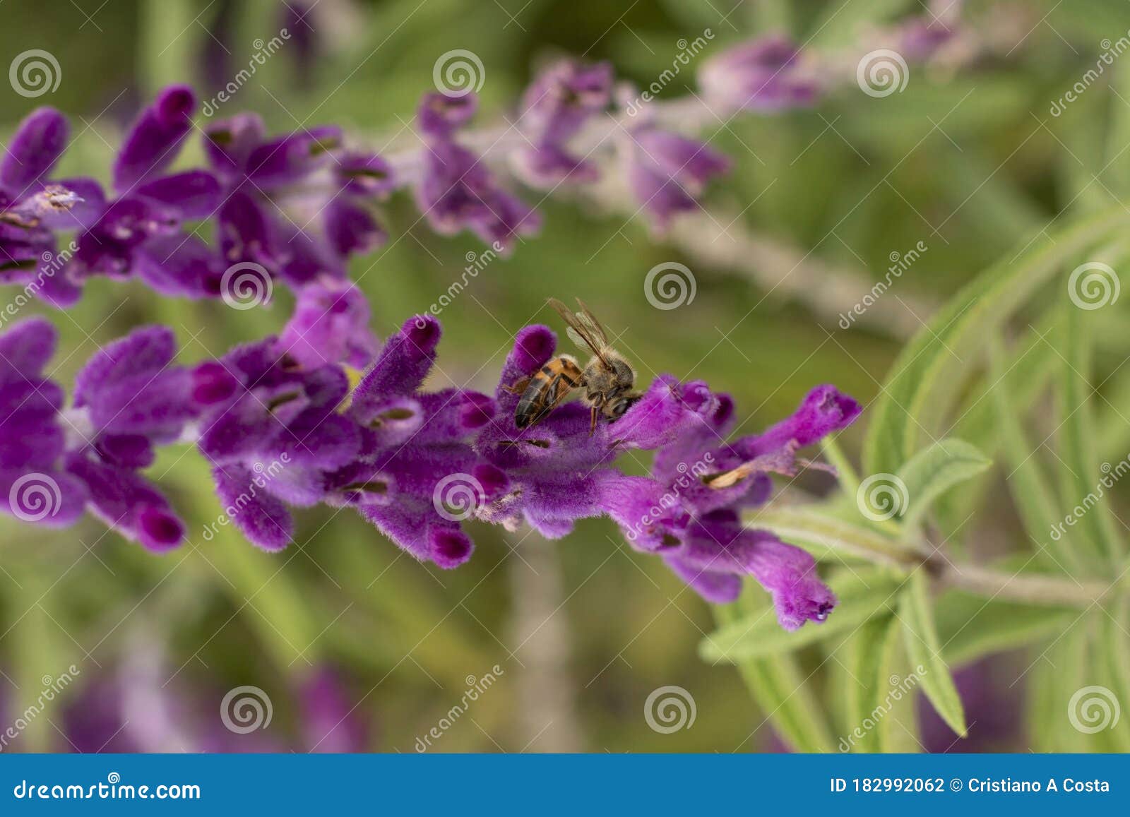 bee on lavender flower