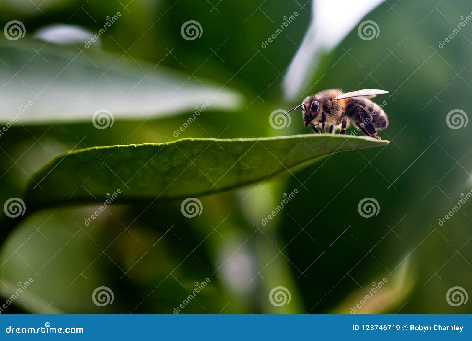 Bee on lemon tree leaf stock image. Image of lemon, resting 123746719