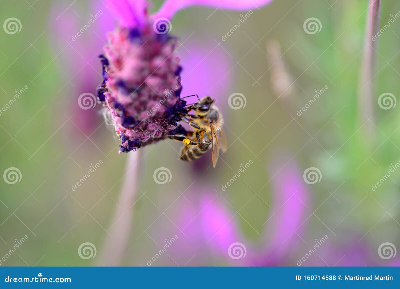 bee looking for honey and pollen on lavender plant