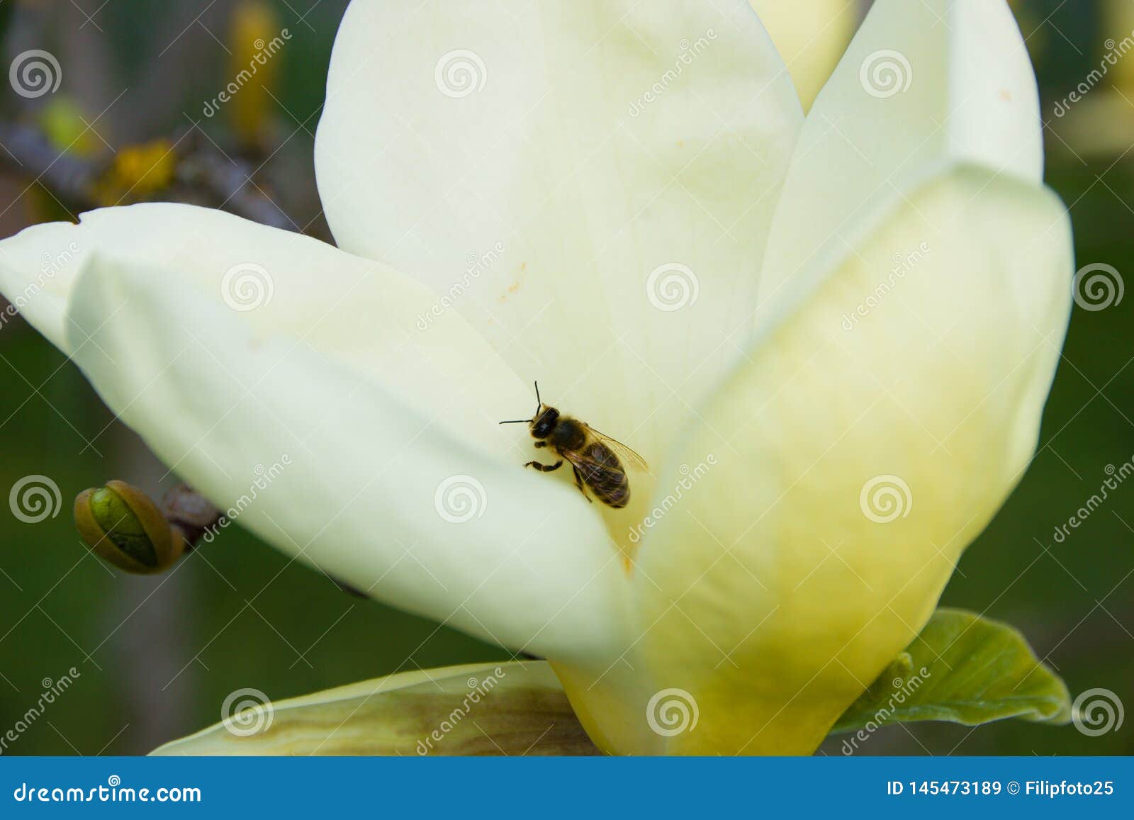 Bee on magnolia stock image. Image of blossom, petal 145473189