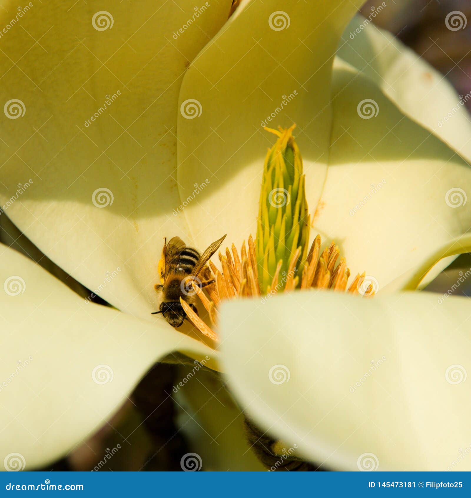 Bee on magnolia stock image. Image of fertilize, food 145473181