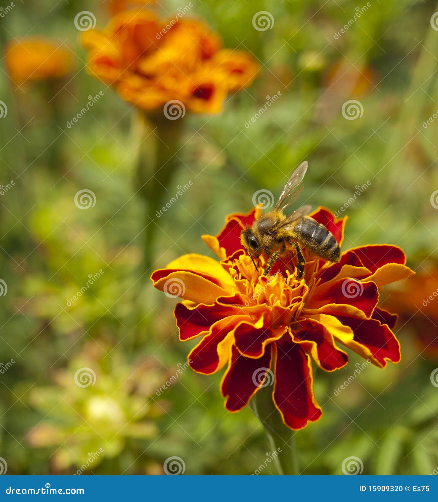 Bee on a marigold stock photo. Image of nature, color 15909320
