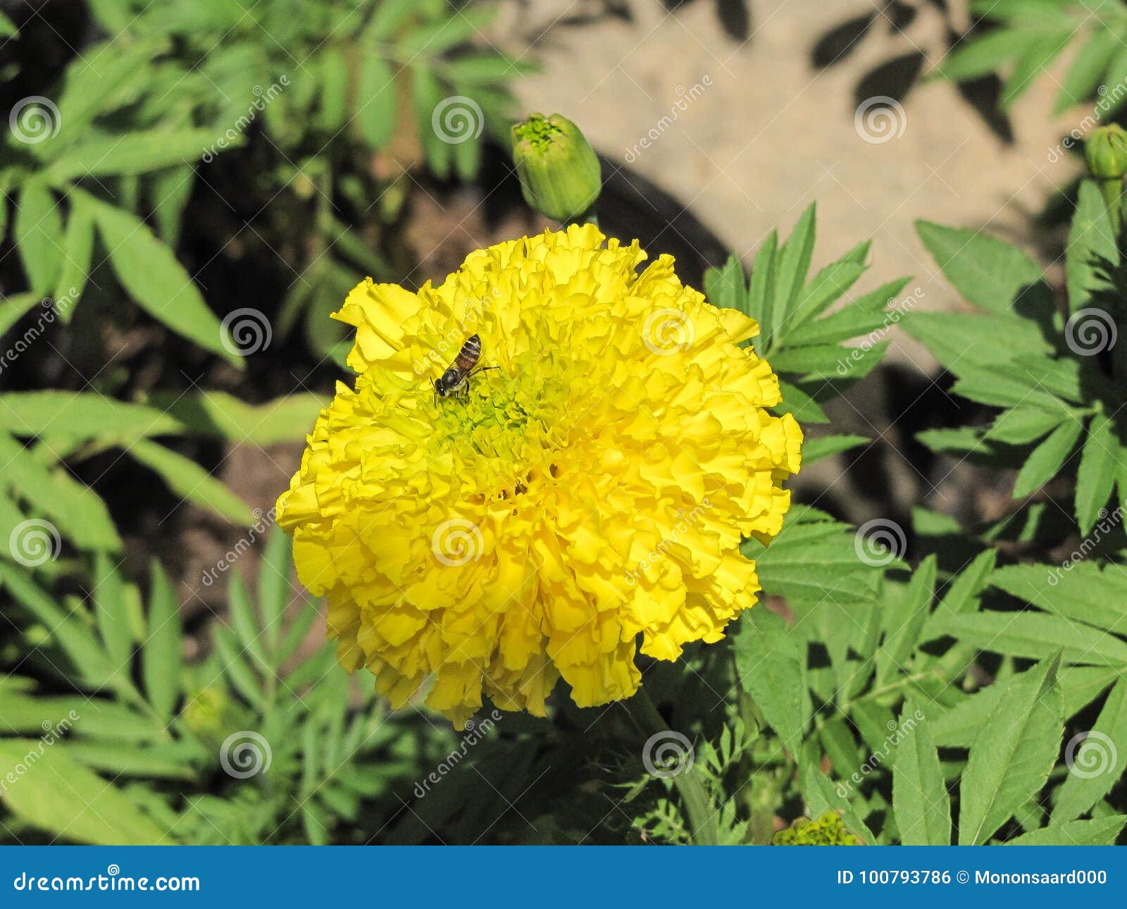 Bee with Marigold flower stock photo. Image of summer 100793786