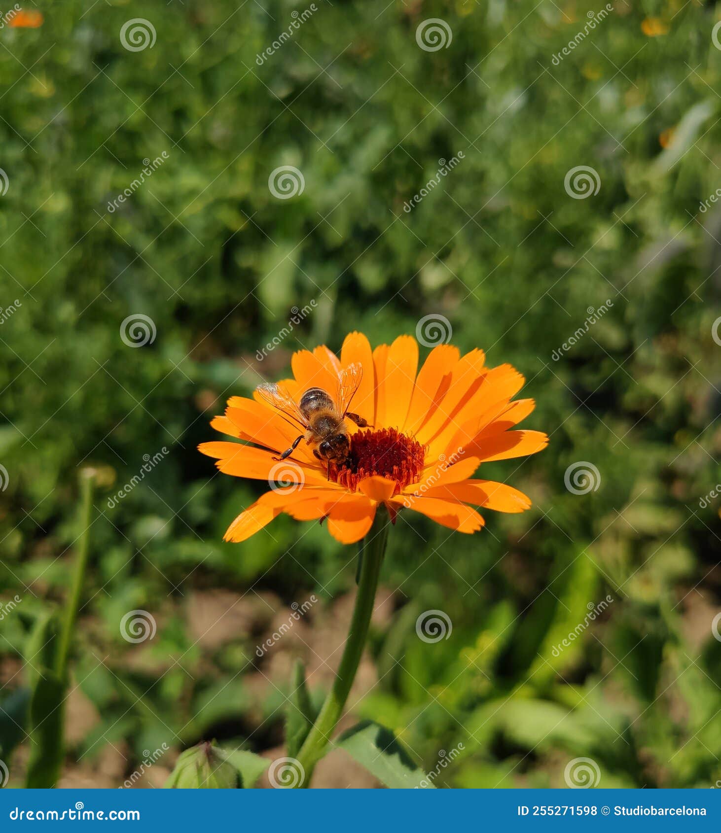 Bee on Orange Calendula Flower Stock Photo Image of green
