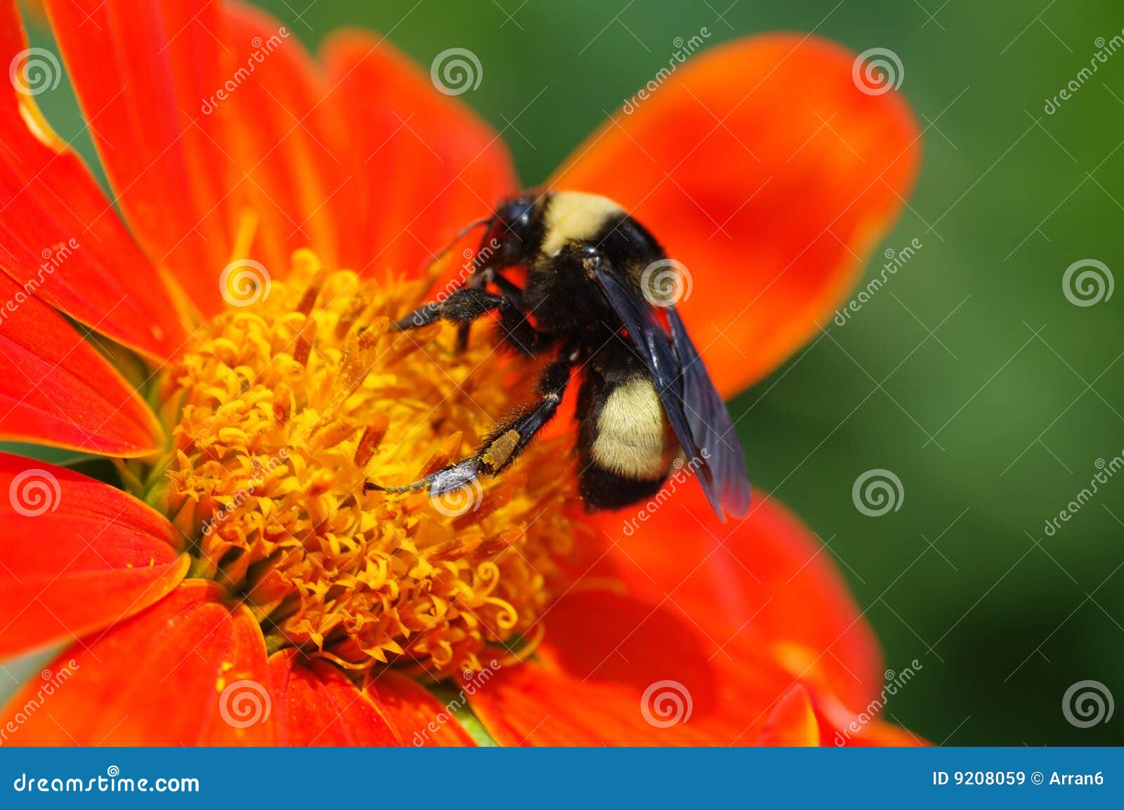 Bee on orange flower stock image. Image of flower, summer 9208059