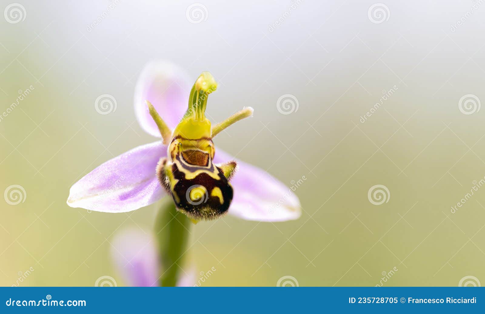 Bee Orchid Ophrys apifera stock image. Image of italy 235728705
