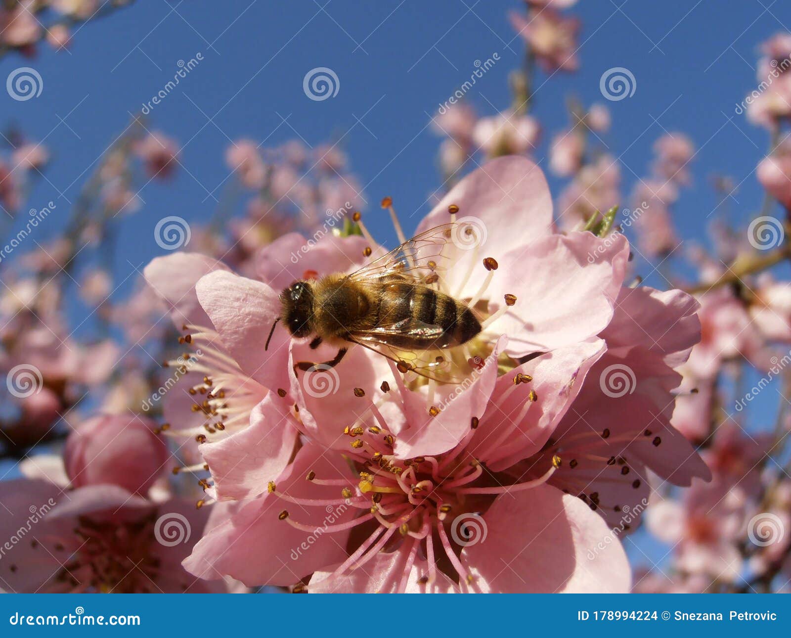 Bee on Pink Peach Blossom Stamens in the Garden,bee on Blossom,blossoms