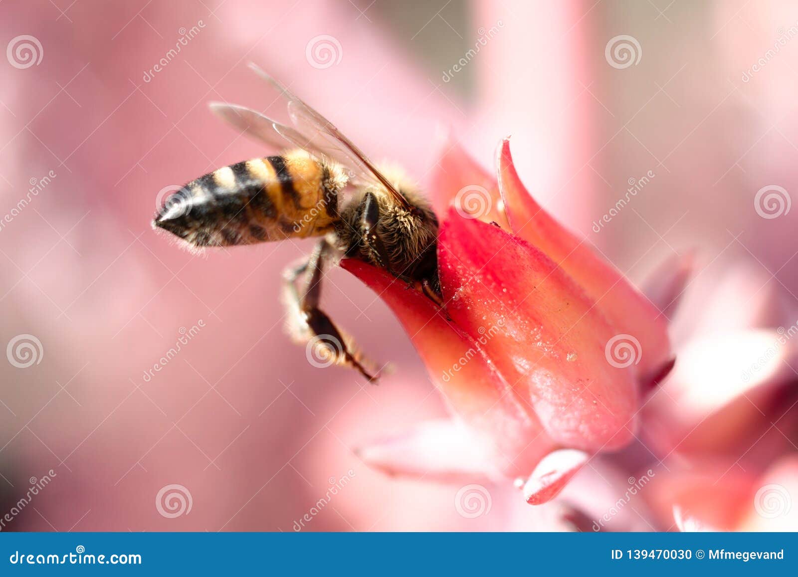 bee on pink flower at unam botanical garden