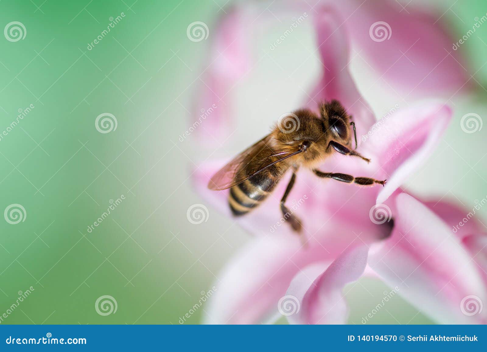 Bee on a Pink Hyacinth Flower Stock Photo Image of copy, garden