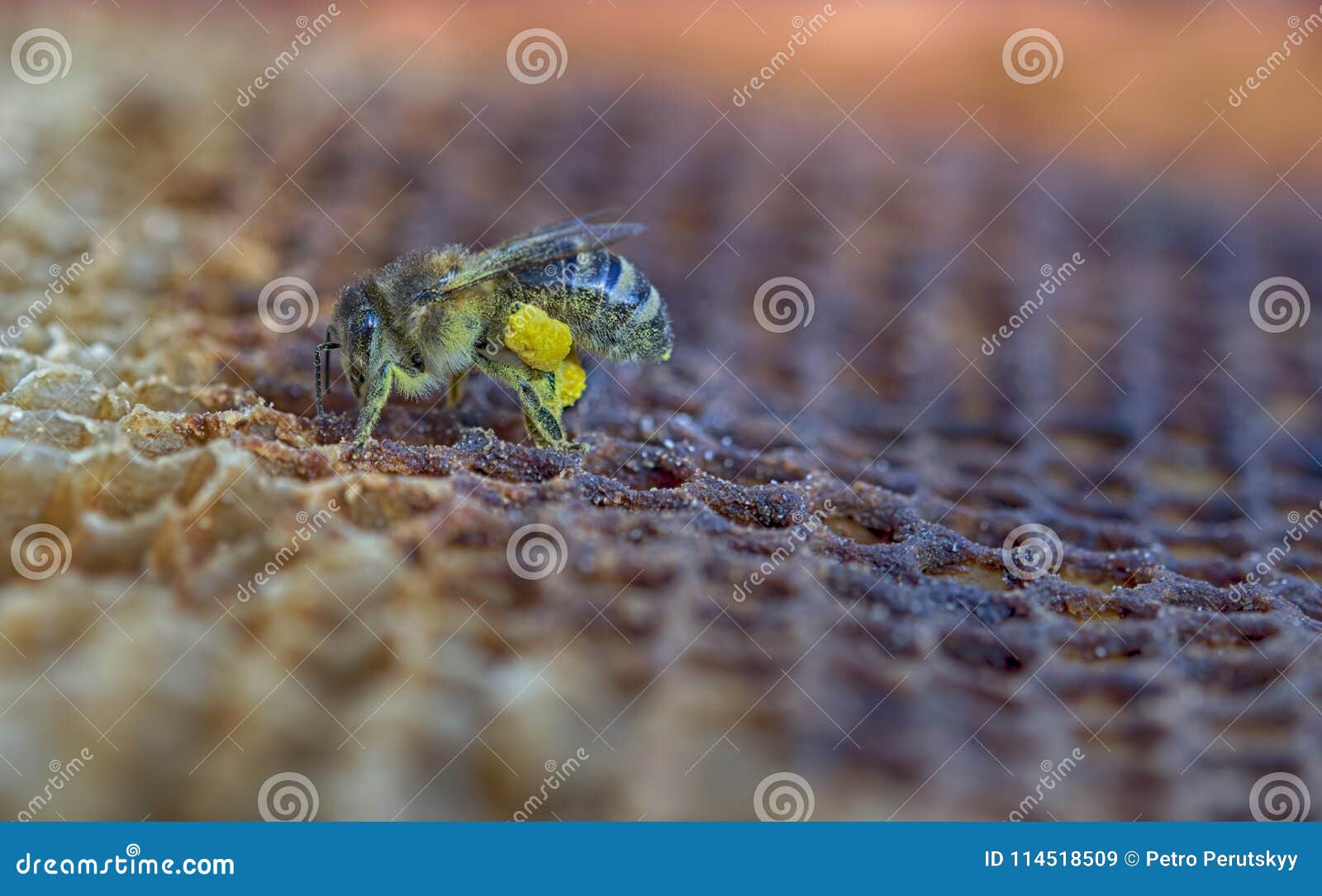 Bee with the pollen stock image. Image of wildlife, legs 114518509