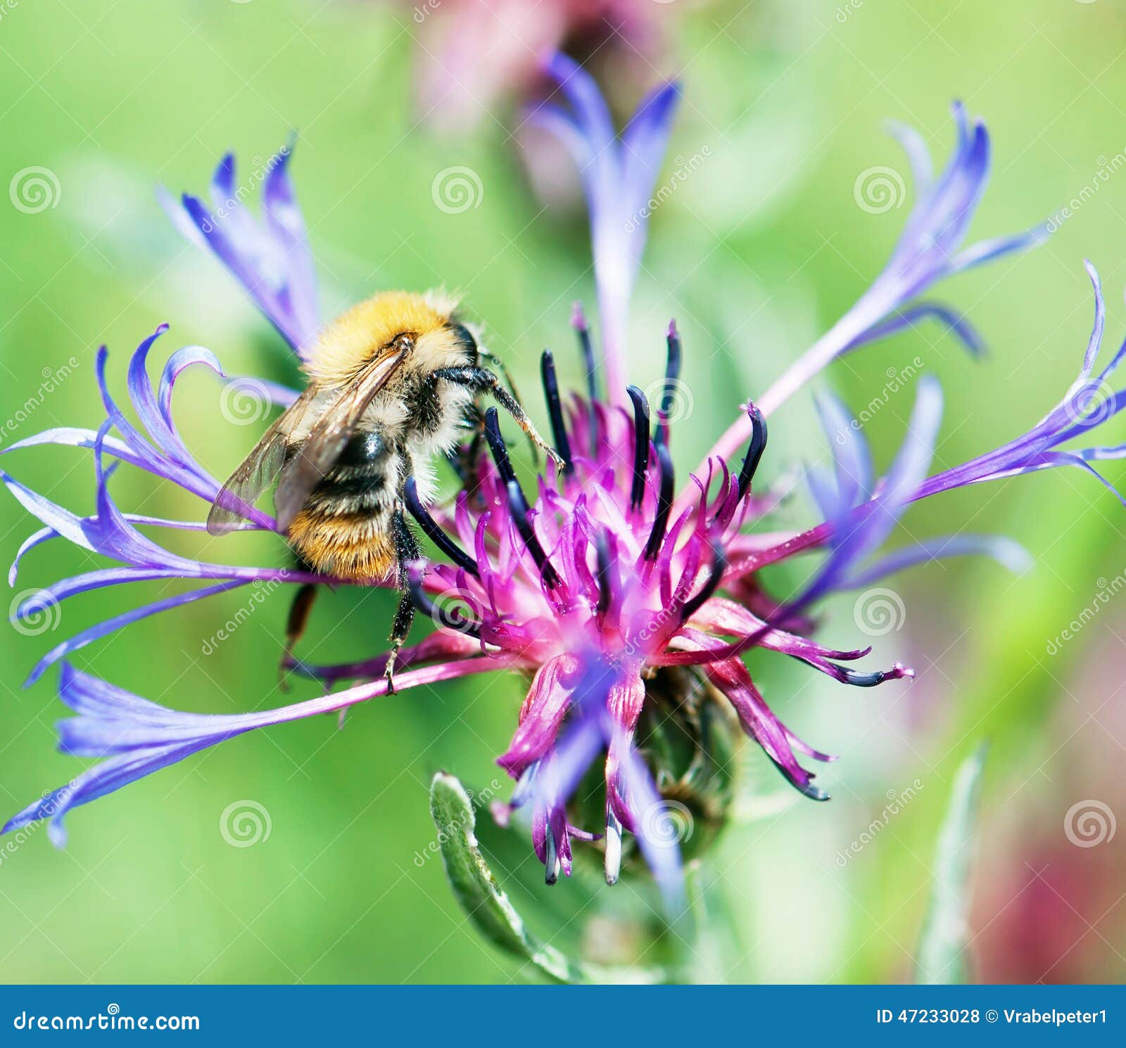 Bee Pollinate Beautiful Cornflower Stock Photo Image of growing