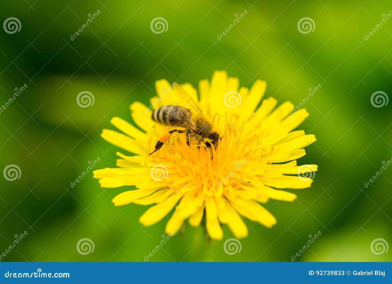 bee pollinate dandelion