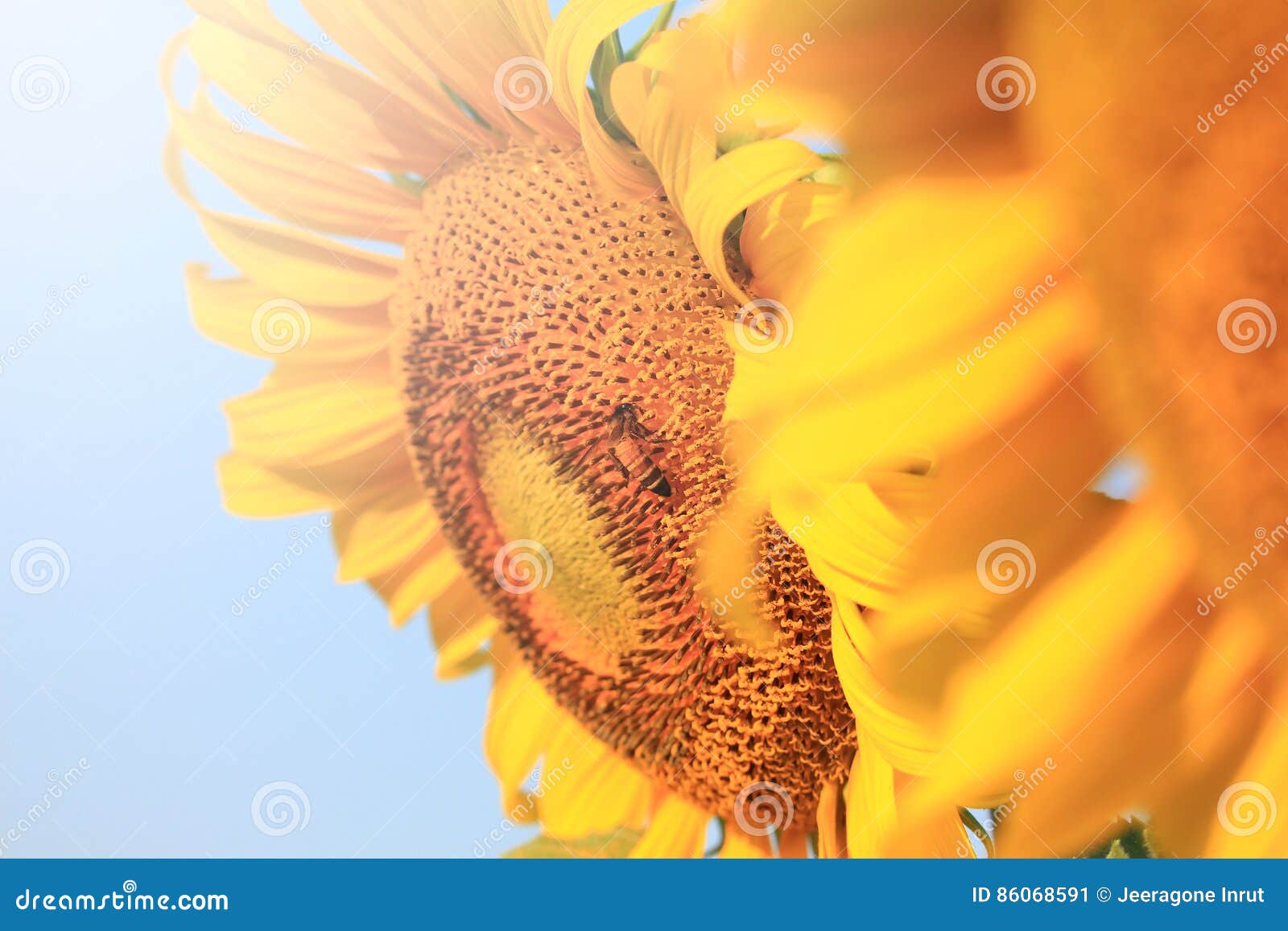 Bee that Pollinate Sunflower Stock Image Image of pair, deep 86068591