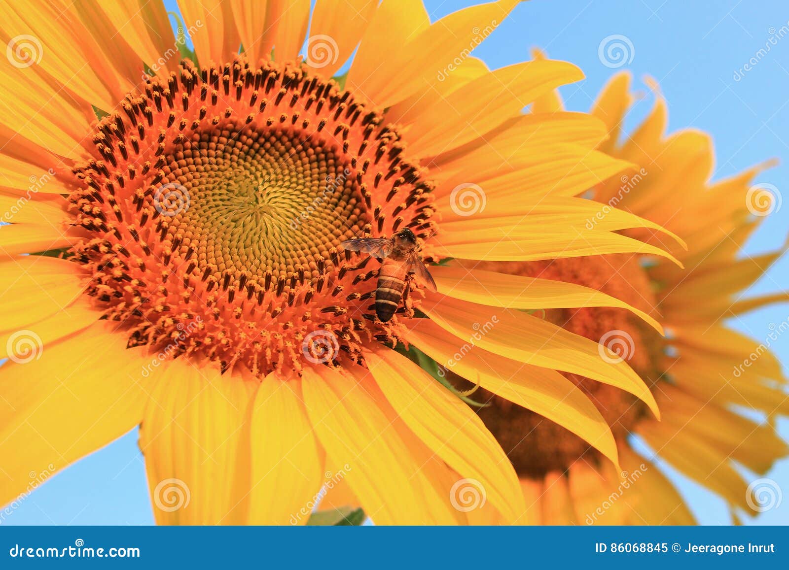 Bee that Pollinate Sunflower Stock Image Image of sunflower, pair