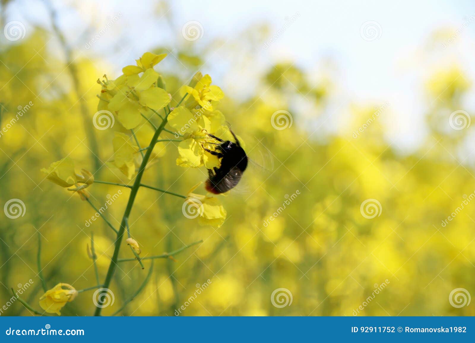 Bee Pollinated Canola Field Stock Photo Image of clear, focus 92911752