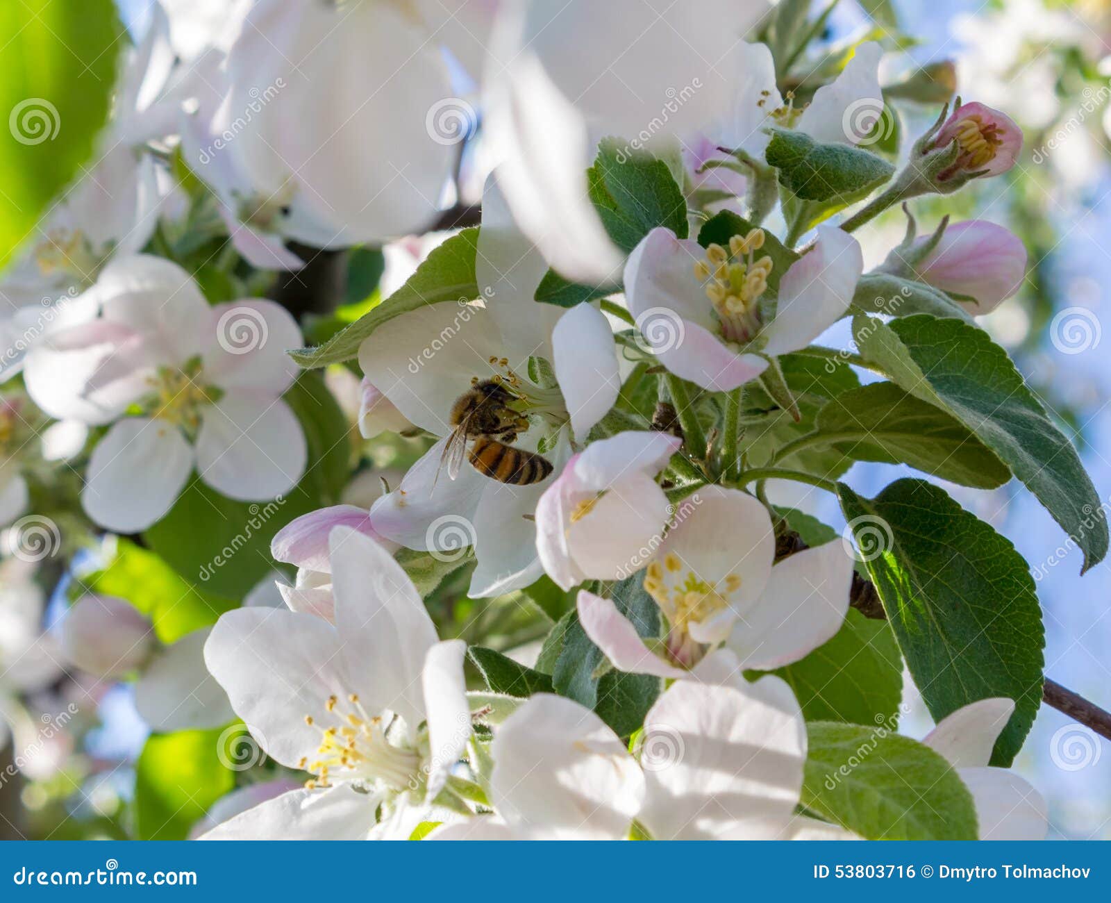 A Bee Pollinates a Flower Apple Stock Photo Image of fruit, branch