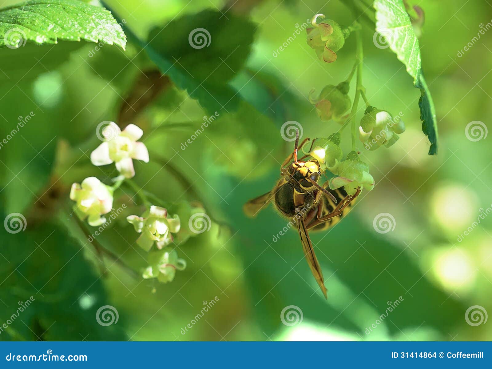The Bee Pollinates a Flower Stock Photo Image of pollination, plant